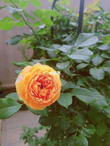 蜂蜜焦糖月季的优缺点是什么 蜂蜜焦糖月季的优劣势