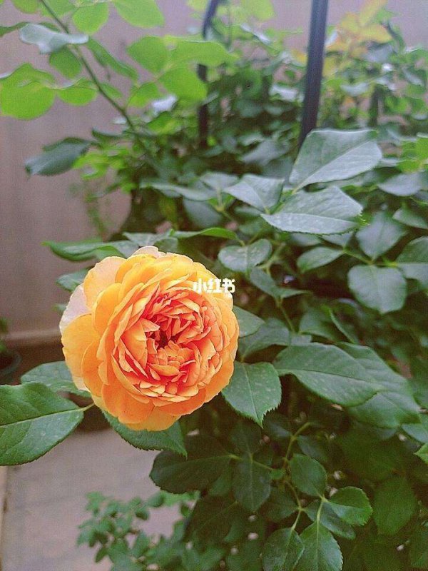 蜂蜜焦糖月季的优缺点是什么