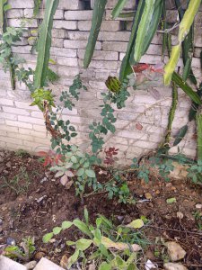 地栽月季如何使用复合肥 如何正确使用复合肥施肥月季？