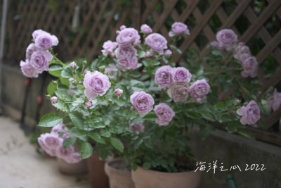 海洋之歌月季优缺点 月季海洋之歌的优缺点