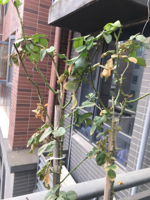 如何判断月季是否死了