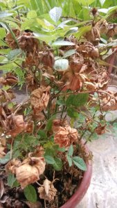 月季花干枯死还能活吗 月季花干枯后是否还有复苏可能？