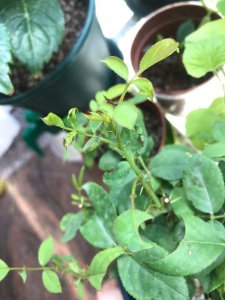 月季近花苞处茎变黑是什么原因 月季花苞附近的茎变黑是什么引起的？