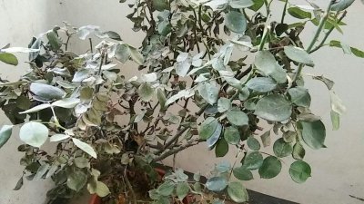 月季树移栽后怎么判断死活 月季树移栽后如何确定存活情况
