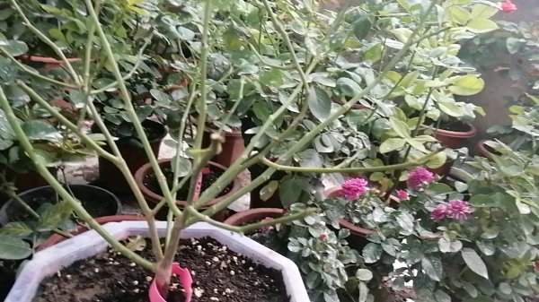 夏季月季施什么肥合适
