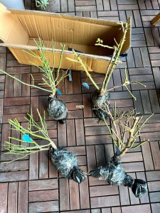 裸根月季缓苗的方法介绍 裸根月季苗的种植技巧介绍