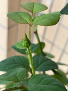 月季有花蕾了要几天开花 月季花蕾开花需要几天？