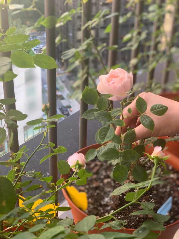 月季没太阳直射能长好吗