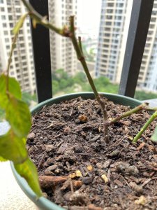 月季花苞垂头黑杆是什么情况 月季花苞下垂的黑杆是怎么回事？