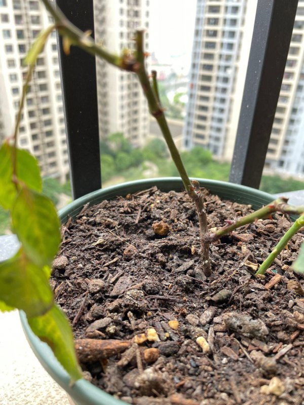 月季花苞垂头黑杆是什么情况