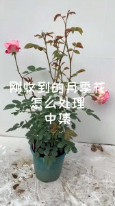 新买的月季花怎么处理 处理新买的月季花的方法