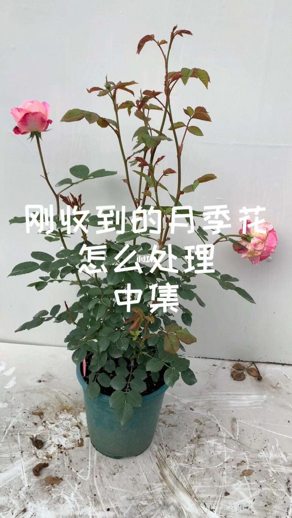 新买的月季花怎么处理