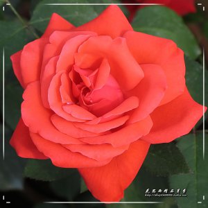抗病性强勤花的月季经典品种 月季品种-强健抗病性的经典选择