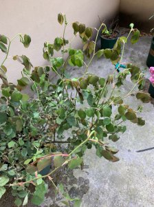 月季花花骨朵蔫了怎么办 月季花花骨朵凋谢怎么处理？