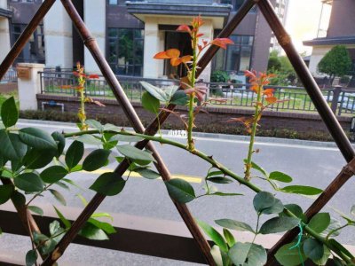 松针土可以栽月季吗 松针土适合种植月季吗？