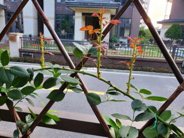 松针土可以栽月季吗
