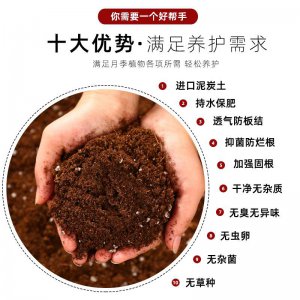 月季全用营养土好吗 月季适合种植在营养土中吗？
