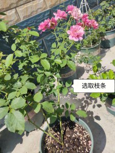 月季枝木质化好还是坏 月季枝木质化的好坏如何？