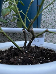 月季怎么修剪开花多 如何修剪月季促使多开花？