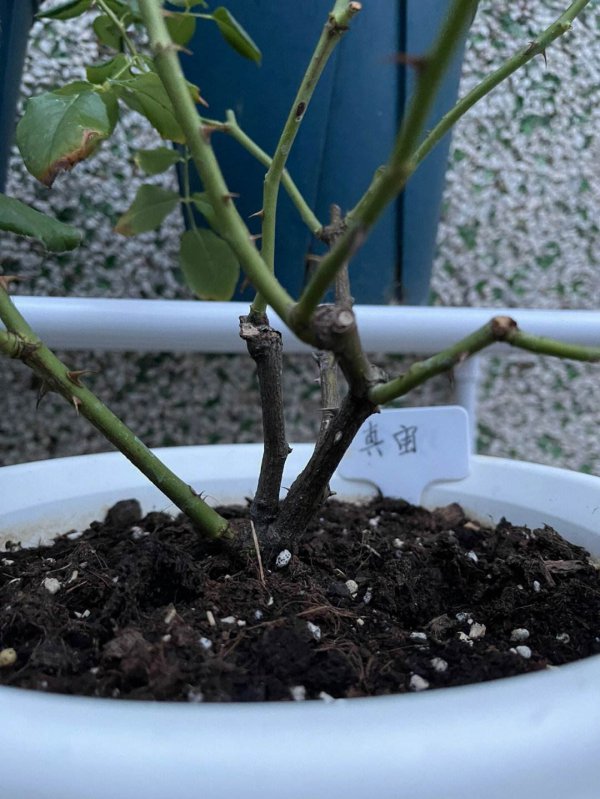 月季怎么修剪开花多
