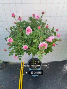 棒棒糖月季优缺点 棒棒糖月季的优劣