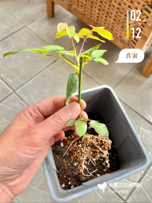 网购月季花苗怎样栽活