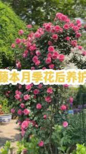 藤本月季应该怎么养 如何正确养护藤本月季？