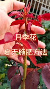 月季花夏季养护要点 夏季月季花护理要点