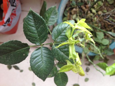 月季花黄叶子是怎么回事 月季花为什么叶子变黄？