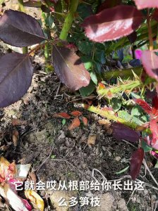 月季不开花的原因是什么 月季花为何不开？