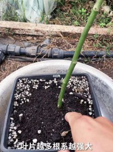 月季光杆了怎么办 月季植物光杆倒伏处理方法
