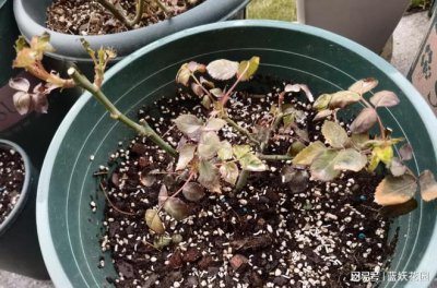 月季花苞没开就枯萎了是什么原因 月季花未开花即凋谢的原因是什么？