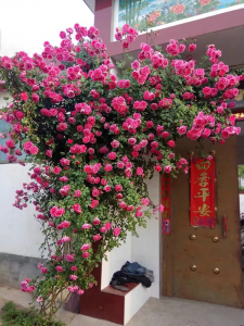 爬藤月季什么时候移栽好 爬藤月季的最佳移栽时间是什么时候？