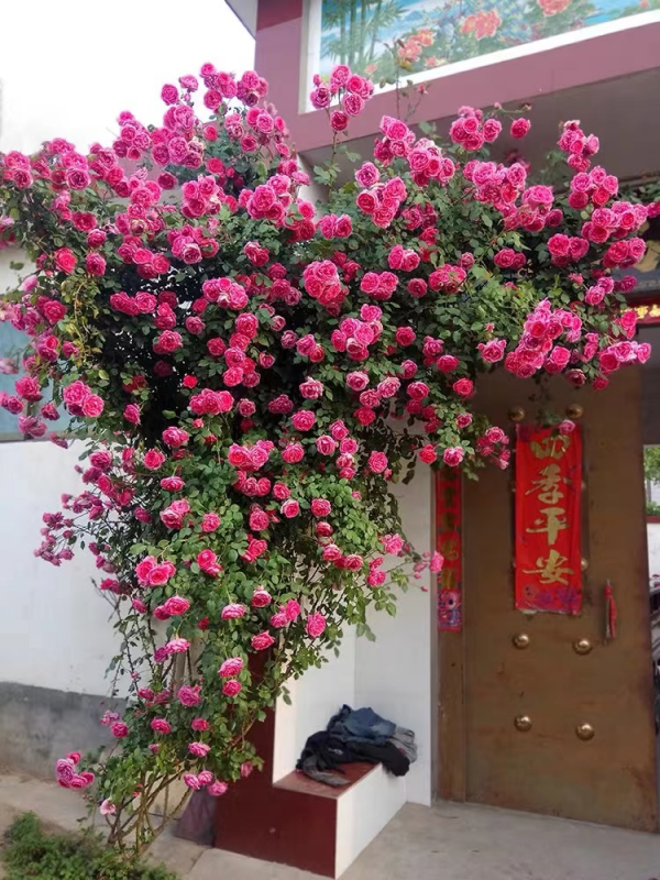 爬藤月季什么时候移栽好