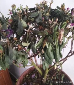 杜鹃花开的花全打蔫了怎么办 杜鹃花开后枯萎如何处理