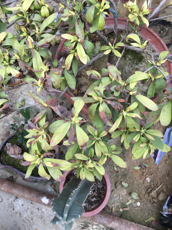 杜鹃花黄叶枯萎是怎么回事