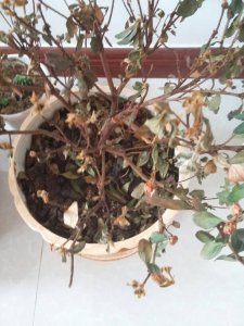 杜鹃花枯萎了怎么救活 救活枯萎的杜鹃花
怎样拯救枯萎的杜鹃花