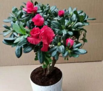 杜鹃花养护注意事项有哪些 杜鹃花养护要点