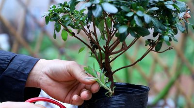 杜鹃花春天如何修枝 如何在春季修剪杜鹃花？