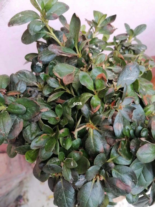 快死的杜鹃花怎么救活