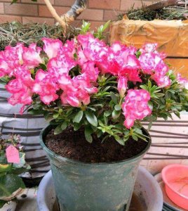 怎样养杜鹃花才能有花蕾 如何种植杜鹃花以促进花蕾生长