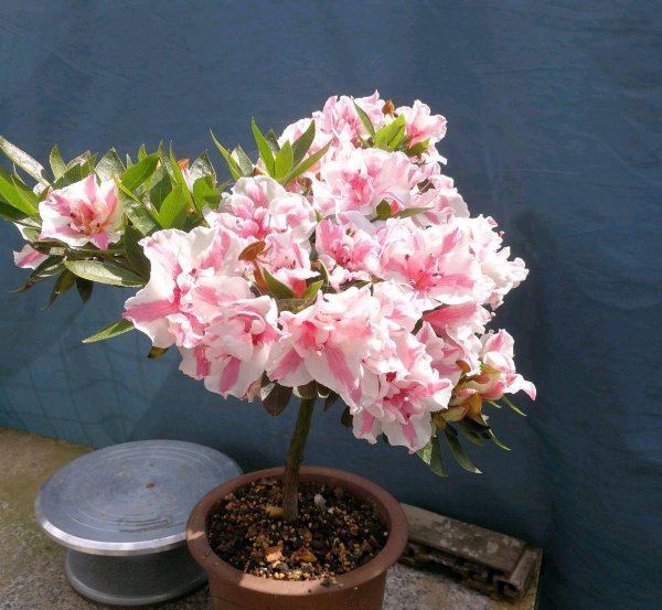 长花苞的杜鹃花怎么养护
