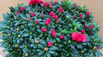 杜鹃花夏季如何养护 夏季杜鹃花的养护技巧
