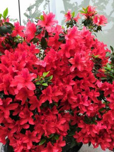 杜鹃花开完花后还能再开花吗 杜鹃花开后是否会再次开放？