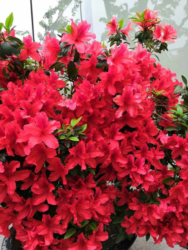杜鹃花开完花后还能再开花吗