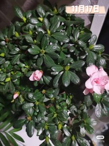 杜鹃花只剩杆了怎么办 杜鹃花只剩枝了怎么办
