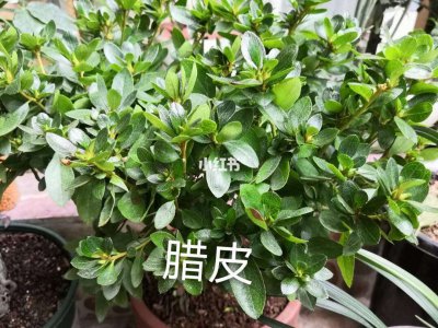 杜鹃花洗根步骤是什么 杜鹃花清洗根部的方法