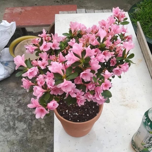 杜鹃花花期过后怎么养