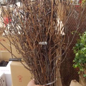 干杜鹃花泡多久能开花 杜鹃花浸泡时间对开花有影响吗？