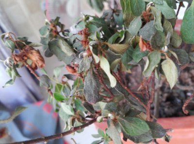 杜鹃花叶子干枯一碰就掉还能活吗 杜鹃花叶子干枯可以复苏吗？